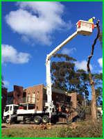 Cherry Picker Boom Lift Truck for Tree Lopping
